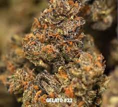 Gelato 33 strain review (prod. Verkauf Feminisierter Gelato 33 Samen Von Concrete Jungle Seeds