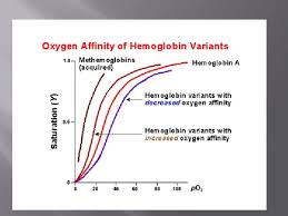 Hb e is one of the most common hemoglobin variants. Molecular Basis Of Hemoglobin Disorders Dr Nabil Bashir
