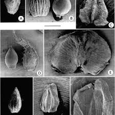 Image result for Pouzolzia parasitica