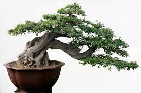17 Jenis Seni Dan Gaya Bonsai Style Bonsai Bennisobekti Com