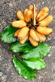 Image result for Uvaria