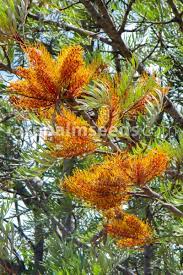 Check spelling or type a new query. Grevillea Robusta Silky Oak Australian Silver Oak Buy Seeds At Rarepalmseeds Com