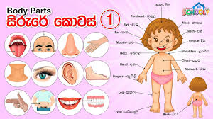 Learn 50 most needed sentences in sinhala and tamil. Parts Of The Body In Sinhala English Sirure Kotas Youtube