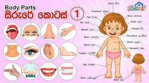 The organ inside the head that controls thought, memory, feelings and activity. Parts Of The Body In Sinhala English Sirure Kotas Youtube
