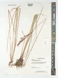 Image result for Sorghastrum stipoides