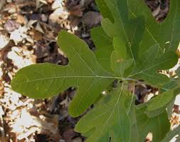 Image result for Lauraceae