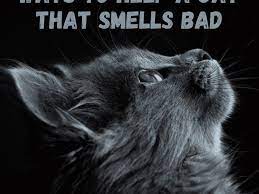 Why Does My Cat Smell Bad Pethelpful