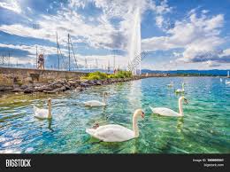 Sights & landmarks in geneva. Swans On Lake Geneva Image Photo Free Trial Bigstock