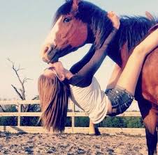 Pin By Visit Cheyenne Wyoming On Horse Photos Cute Horse Pictures Horses Beautiful Horses