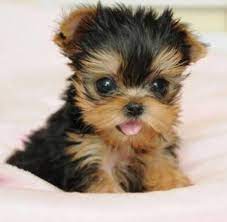 We offer a 30 days money back guarantee if you decide not to keep our puppy after our puppy arrives your home. Yorkshire Teacup Puppies For Sale Novocom Top