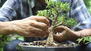 Each bonsai tree has been trained or shaped to display the most common bonsai aesthetic styles. Best Selling Bonsai Trees Buy Bonsai In Dubai Uae