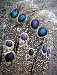 It is the national bird of myanmar. Beauty Will Save The World