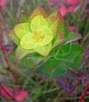 Image result for Euphorbia guerichiana