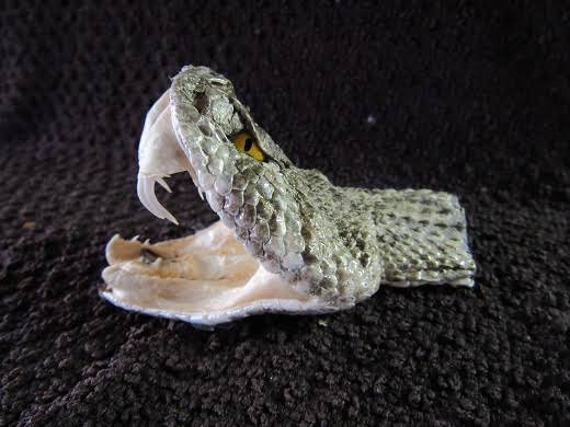Image result for headless snake"