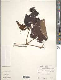 Image result for Trochomeria hookeri