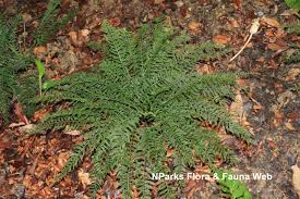 Image result for Asplenium preussii