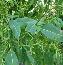 Image result for Eucalyptus torelliana