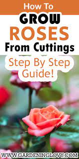 How To Grow Roses From Cuttings Step By Step Beginners Guide In 2021 Growing Roses Rose Cuttings Roses In Potatoes