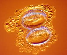 T (wk) = 2 d × 0.14285714285714 wk. You Are 2 Weeks And 3 Days Pregnant Familyeducation