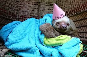 Are These Adorable Pets Having A Better Birthday Party Than You Cute Baby Sloths Cute Sloth Pictures Cute Animals