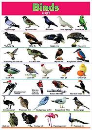 100yellow Paper Birds Name Printed Poster Educational Poster Wall Chart Multicolour 12 X 18