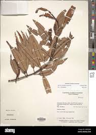 Image result for Agarista salicifolia