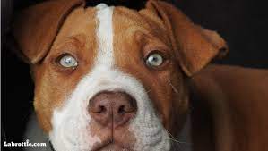 Hes a black lab pit bull mix. Labrabull A Labrador Pitbull Mix Labrottie Com