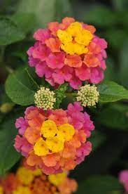 Lantana Our Plants Kaw Valley Greenhouses Lantana Flower Beautiful Flowers Plants