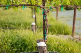 Image result for graft grape vines