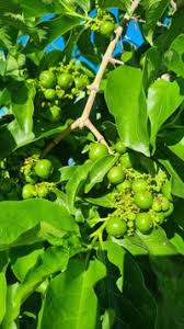 Image result for Vangueria madagascariensis