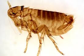 Bed Bugs Vs Fleas Difference And Comparison Diffen