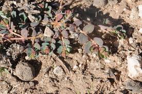 Image result for Euphorbia inaequilatera