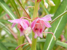 Image result for Balsaminaceae