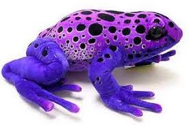 Purple Poison Dart Frog Dart Frog Poison Dart Frogs Frog