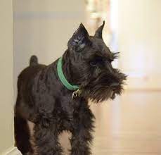 Their jaw is undershot and the muzzle blunt. Black Mini Schnauzer With Cropped Ears Puppy Dog Pictures Mini Schnauzer Schnauzer Puppy