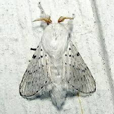 Image result for Artabotrys collinus