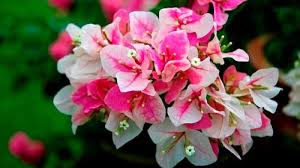 Koleksi bunga kertas ini sangat bagus untuk di jadikan bonsai namun butuh proses yang lama agar kelihatan lebih cantik. Peminat Bunga Kertas Daun Online Nursery No 1 Malaysia Facebook