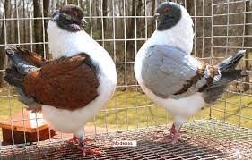 Pigeons of gujarat not for sale modena pigeon gujarat ke kabutar. Pin On Birds Of A Feather