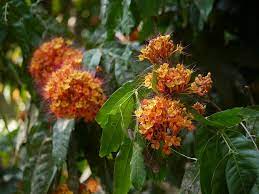 Ashoka Bark Benefits For Women Women Buddha