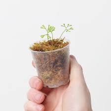 Image result for Elaphoglossum spathulatum