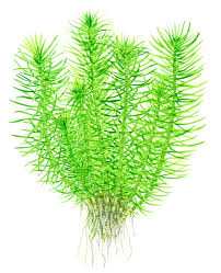 Image result for Pogostemon aquaticus