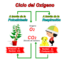 Resumen del Ciclo del Oxígeno: etapas e importancia