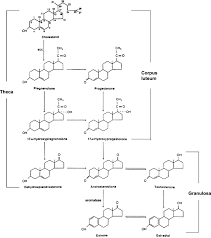 Image result for Sequential Estrogen Replacement