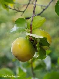 Image result for Diospyros kirkii