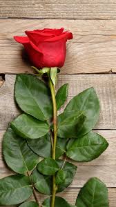 Nature Wallpaper Iphone Beautiful Rose Flowers Red Roses Wallpaper Nature Wallpaper Rose