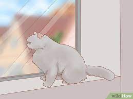 How To Stop A Cat From Scratching The Door 10 Steps