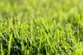 Type of grass expected germination time. How Long For Grass To Grow A Complete Guide To Know
