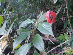 Image result for Psychotria auxopoda