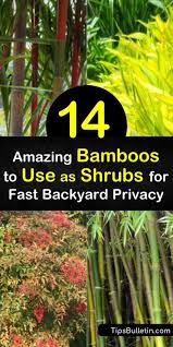 From dwarf varieties to giant timber this is one of the most exotic, beautiful, and fast growing plants for. 14 Amazing Bamboos To Use As Shrubs For Fast Backyard Privacy