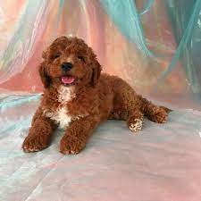 If you are looking to adopt or buy a goldendoodle take a look here! Dark Red Mini Goldendoodle Puppies For Sale